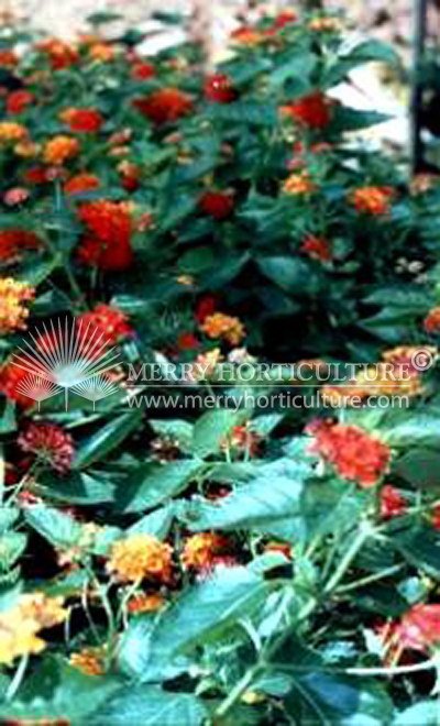 Lantana camara 'Hybrida'